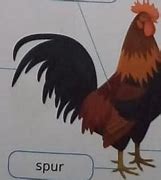 Nama Ayam Jantan Dalam Bahasa Inggris